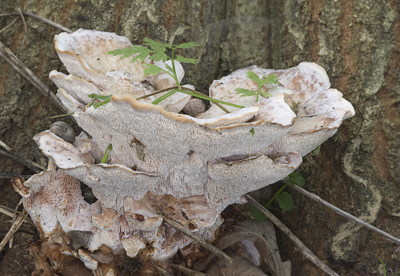 Abortiporus biennis